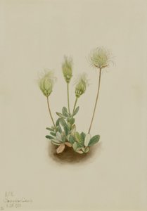 ホワイト・ドライヤード（Dryas octopetala） 作： Mary Vaux Walcott