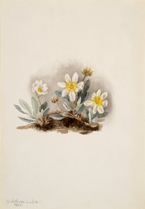 White Dryad Dryas octopetala, 1902. 作： Mary Vaux Walcott
