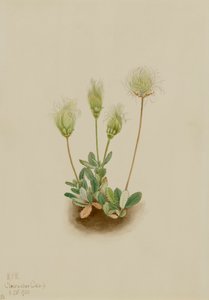 White Dryad Dryas octopetala, 1920. 作： Mary Vaux Walcott