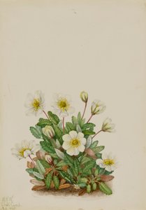 White Dryad Dryas octopetala, 1925. 作： Mary Vaux Walcott