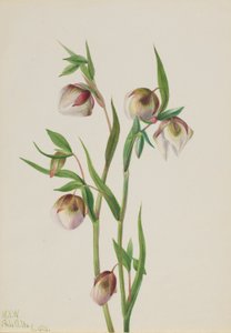 ホワイト・フェアリー・ランタン（Calochortus albus）