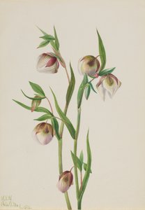 ホワイトフェアリーランタン Calochortus albus, 1933.