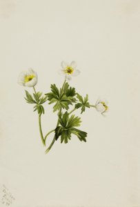 White Globeflower Trollius albiflorus, 1899. 作： Mary Vaux Walcott