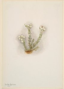 ホワイト・ヘザー（Phyllodoce grandiflora） 作： Mary Vaux Walcott
