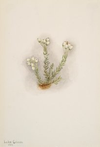 ホワイト ヘザー フィロドス グランディフローラ、1901 年。 作： Mary Vaux Walcott