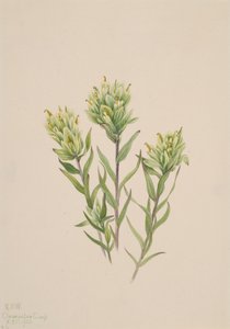 ホワイト・インディアン・ペイントブラシ Castilleja occidentalis, 1920. 作： Mary Vaux Walcott