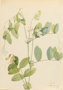 White Pea Lathyrus ochroleucus, 1920. 作： Mary Vaux Walcott