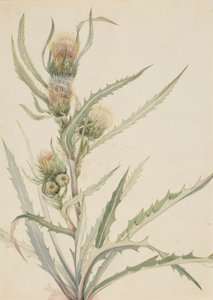 白アザミ（Cirsium hookeranum） 作： メアリーヴォーウォルコット