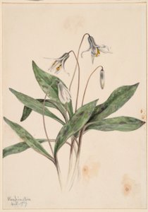 ホワイト・トラウトリリー（Erythronium albidum）