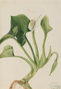 野生のカラ (Calla palustris) 作： Mary Vaux Walcott
