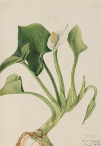 野生のカラ カラ パルストリス、1919 年。 作： Mary Vaux Walcott