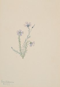 野生の亜麻 Linum lewisii, 1919.