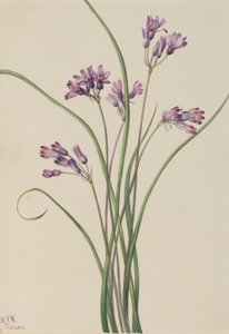 ワイルド・ヒヤシンス（Brodiaea pulchella）
