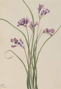 ワイルドヒヤシンス Brodiaea pulchella, 1927.