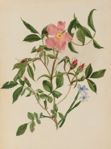 野ばらと青い目の草（ロサ種とシシリンチウム種） 作： Mary Vaux Walcott