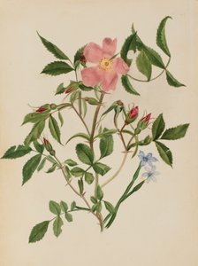Wild Rose and Blue-eyed Grass Rosa species and Sisyrinchium species, n.d. 作： Mary Vaux Walcott