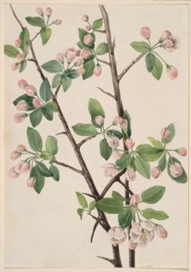 野生のスウィート・クラブ（Malus coronaria） 作： Mary Vaux Walcott