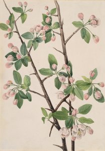 ワイルドスイートクラブ Malus coronaria, 1920. 作： Mary Vaux Walcott