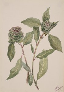 ヤナギ・サルスベリ、1900年 作： Mary Vaux Walcott