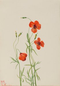 風のケシ Stylomecon heterophylla, 1926. 作： Mary Vaux Walcott