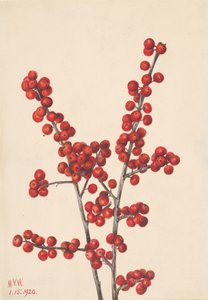 ウィンターベリー Ilex verticillata、1920 年。 作： Mary Vaux Walcott