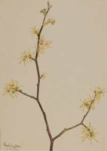 ウィッチヘーゼル Hamamelis virginiana, 1917.