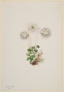 ウッド ニンフ モネセス ユニフローラ、1902 年。