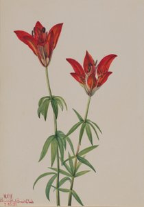 ウッドリリー (Lilium philadelphicum) 作： Mary Vaux Walcott