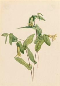 ウッド メリーベル Uvularia perfoliata, n.d. 作： Mary Vaux Walcott