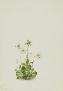 Wood Nymph Moneses uniflora, 1925. 作： Mary Vaux Walcott