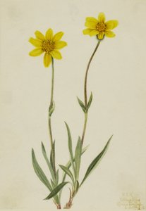 ウーリー・アルニカ (Arnica tomentosa) 作： Mary Vaux Walcott