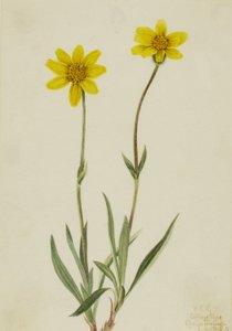 ウーリーアルニカ Arnica tomentosa, 1920. 作： Mary Vaux Walcott
