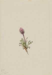 毛蚤草 作： メアリーヴォーウォルコット