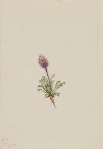 Woolly Fleabane Erigeron lanatus, 1921. 作： Mary Vaux Walcott
