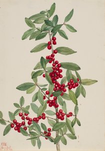 Yaupon Ilex vomitoria, 1926. 作： Mary Vaux Walcott