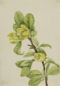 黄色のキュウリの木モクレン、1922 年。 作： Mary Vaux Walcott