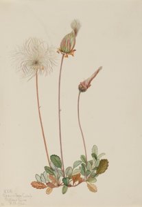 黄色いドライアド（果実）（Dryas drummondii） 作： メアリーヴォーウォルコット