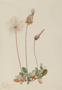 黄色いドライアドの果実 Dryas drummondii, 1920. 作： Mary Vaux Walcott