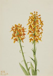 イエローフリンジオーキッド (Habenaria ciliaris) 作： Mary Vaux Walcott