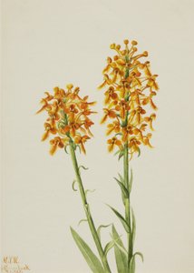 イエローフリンジオーキッドHabenaria ciliaris, 1926. 作： Mary Vaux Walcott