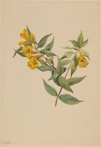 イエロー・ジェサミン（Gelsemium sempervirens）