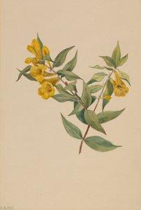 黄色いジェサミン Gelsemium sempervirens, 1905. 作： Mary Vaux Walcott