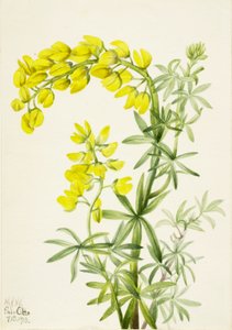 黄色いルピナス Lupinis arboreus、1933年。 作： Mary Vaux Walcott
