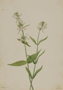 イエロー・ペントステモン（Pentstemon confertus） 作： Mary Vaux Walcott