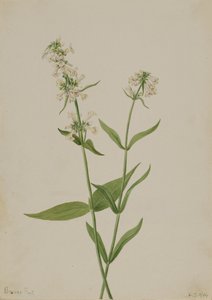 Yellow Pentstemon Pentstemon confertus, 1904. 作： Mary Vaux Walcott
