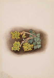Yellow Stonecrop Sedum stenopetalum, 1922. 作： Mary Vaux Walcott