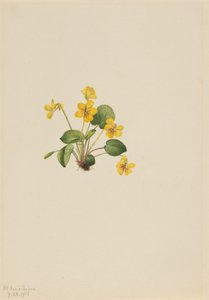 イエローバイオレット Viola orbiculata, 1916. 作： Mary Vaux Walcott