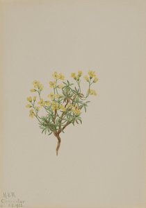 黄色い柳の草、1922年 作： Mary Vaux Walcott