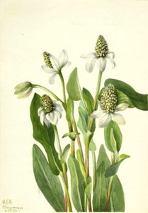 Yerba Mansa Anemopsis californica, 1934. 作： Mary Vaux Walcott