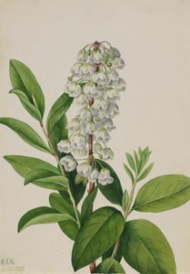 ゼノビア Zenobia cassinifolia, 1927. 作： Mary Vaux Walcott